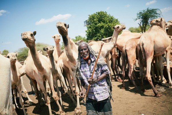 Man standing in front of camels.