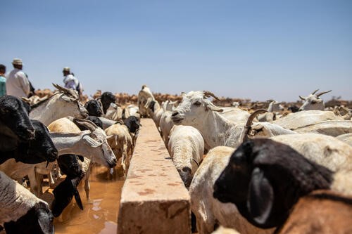 Cattle at a water station