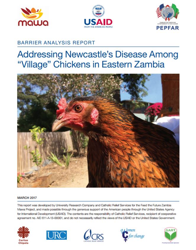 Télécharger la ressource : Aborder la maladie de Newcastle chez les poulets « du village » dans l'est de la Zambie