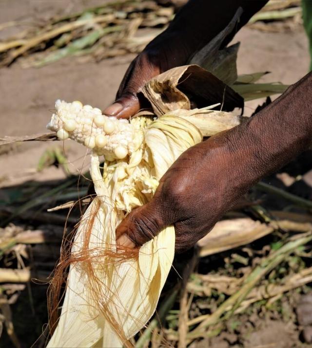 photo of woman holding corn