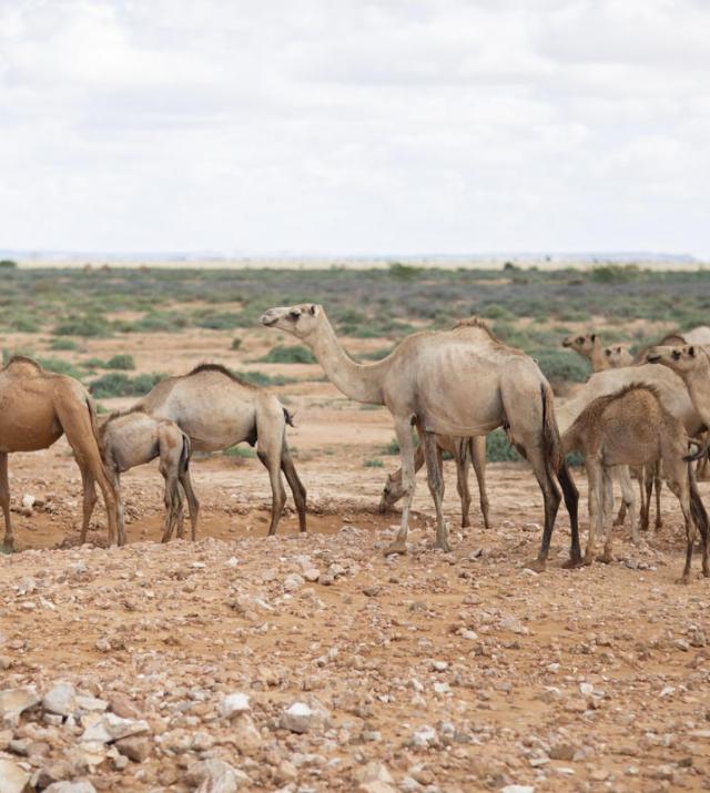 photo of camels