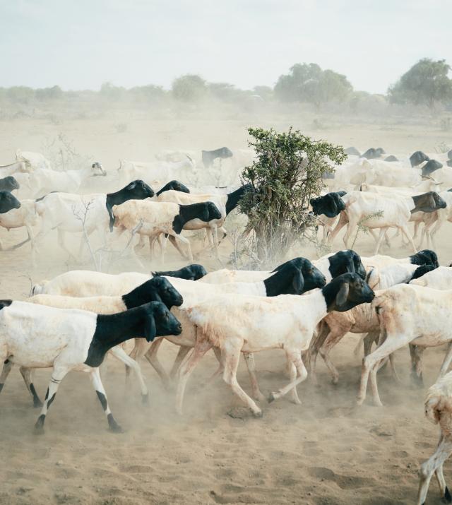 Livestock in open land