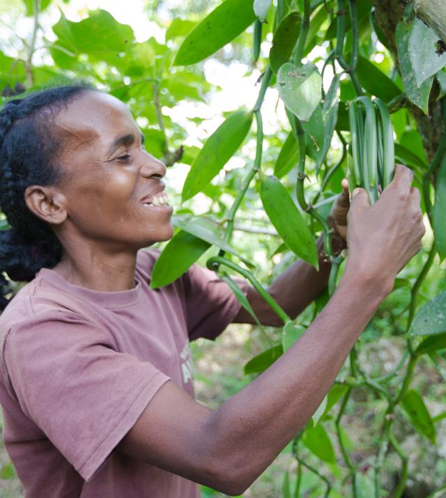 Woman learning vanilla farming