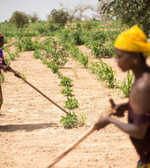 Photo of women turning the soil of a millet field with traditional farming tools.