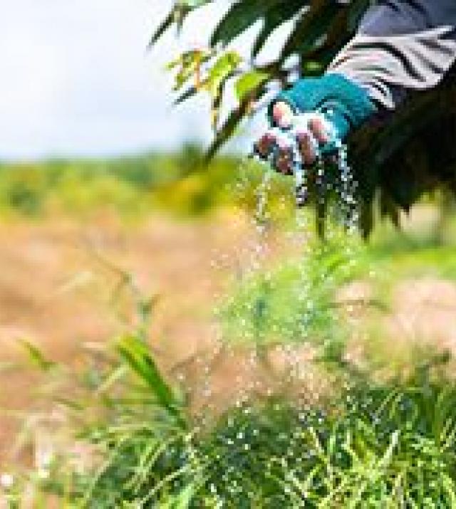 A hand sprinkling fertilizer over a crop field.