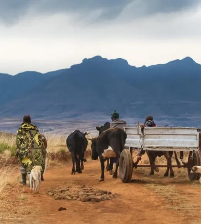People walking with cattle in a field with a mountain in front of them