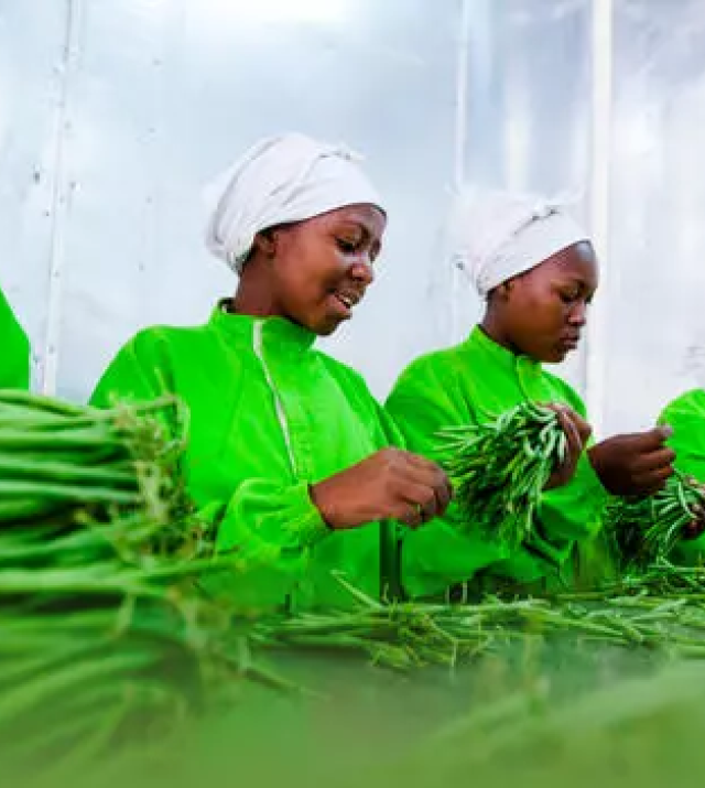 Four women wearing protective clothing sort through green beans.