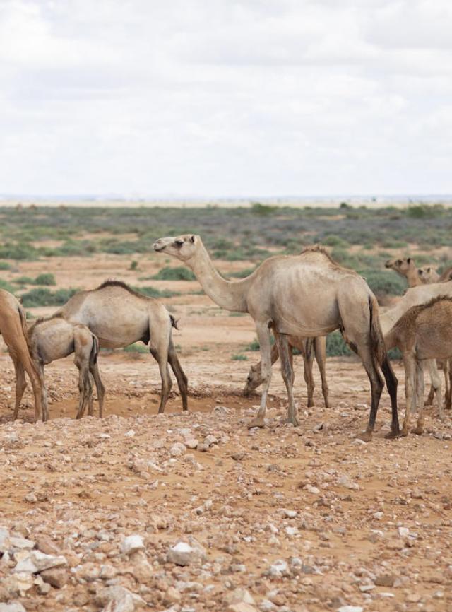photo of camels