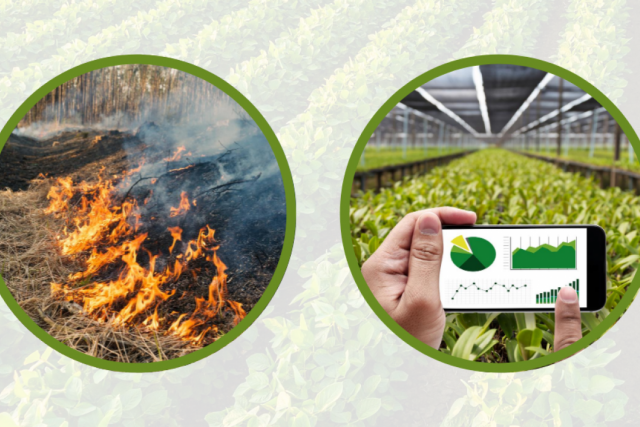 Graphic with grass on fire and a greenhouse with data visualization on a cellphone.