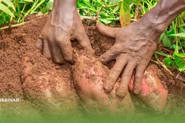Two hands digging sweet potatoes out of the ground, with greenery around the cleared earth.
