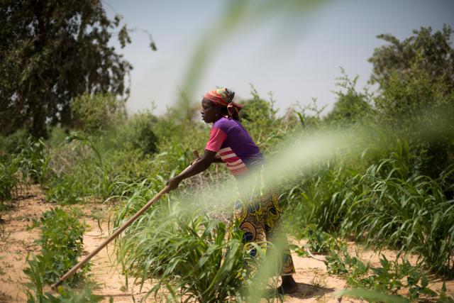 A woman tilling the soil of her millet field